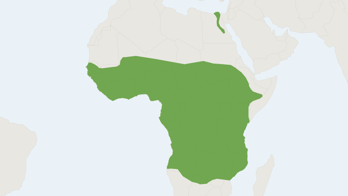 Range map of the Olivier's Shrew (Crocidura olivieri)