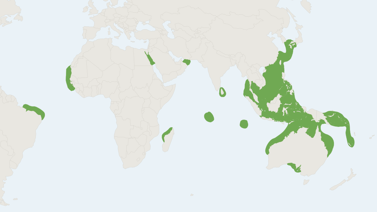 Range map of the Omura’s Whale (Balaenoptera omurai)