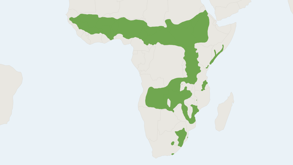 Range map of the Oribi (Ourebia ourebi)