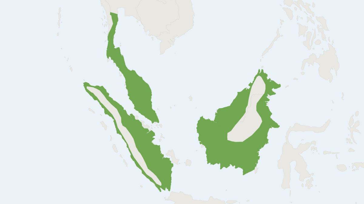 Range map of the Otter Civet (Cynogale bennettii)