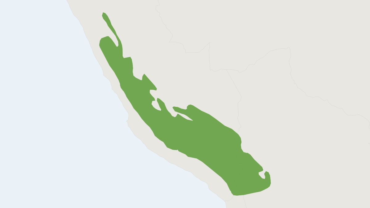 Range map of the Painted Big-eared Mouse (Auliscomys pictus) covering Peru