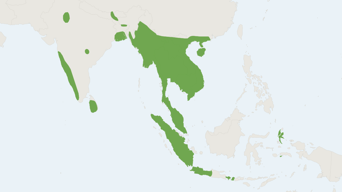 Range map of the Painted Woolly Bat (Kerivoula picta)