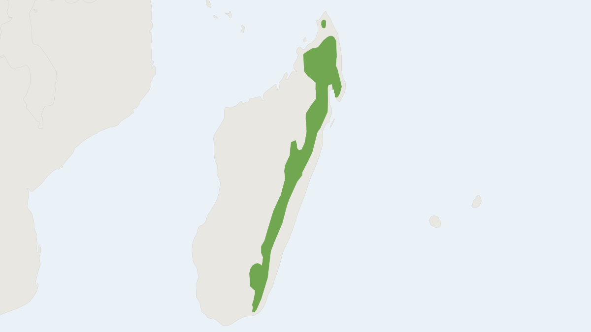 Range map of the Pale Shrew Tenrec (Microgale fotsifotsy)