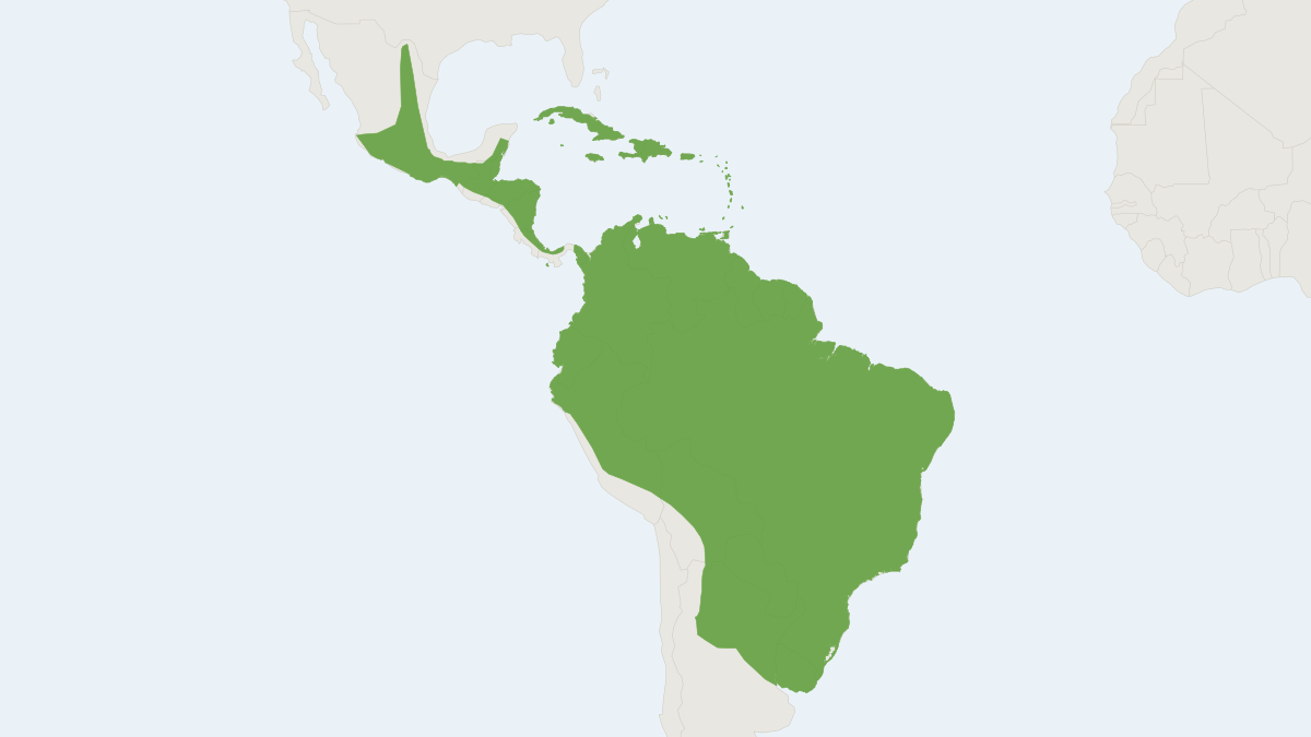 Range map of the Pallas's Mastiff Bat (Molossus molossus)