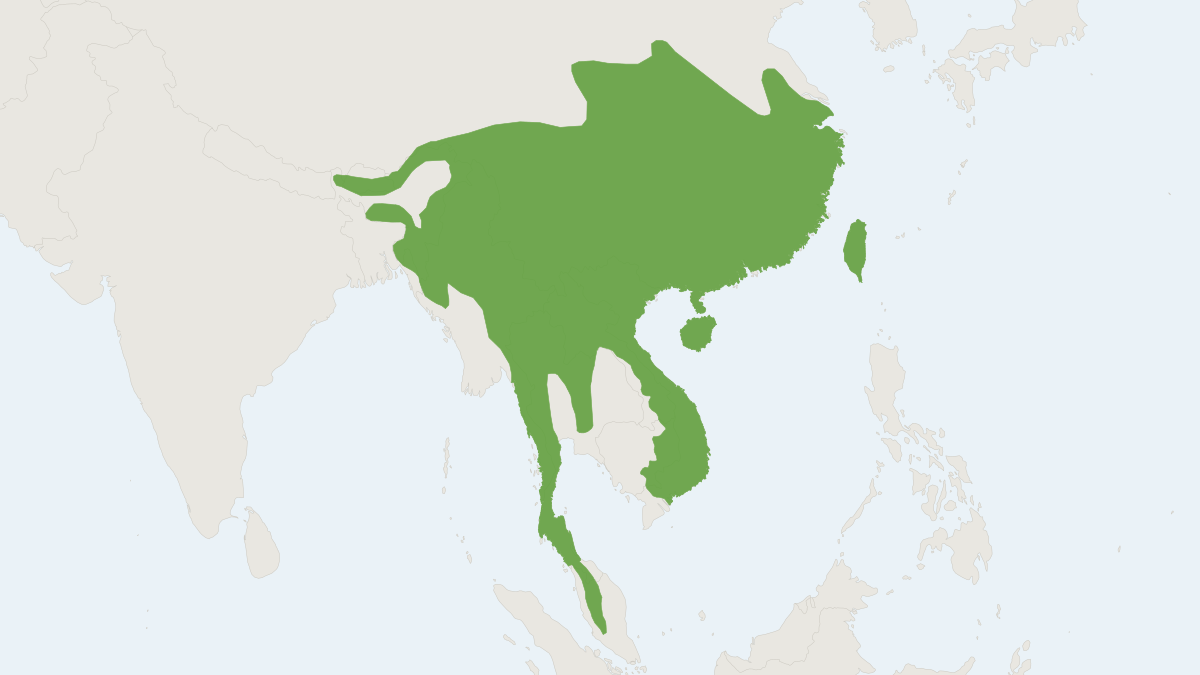 Range map of the Pallas's Squirrel (Callosciurus erythraeus) covering Argentina, Belgium and China
