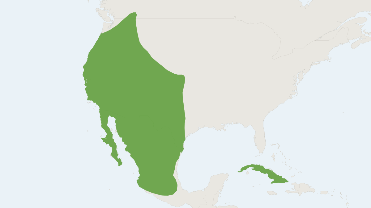 Range map of the Pallid Bat (Antrozous pallidus) covering Canada, Cuba and Mexico