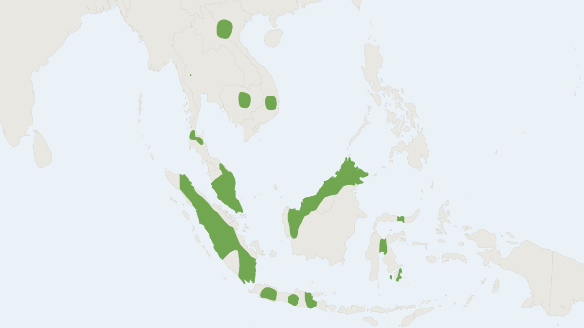 Range map of the Papillose Woolly Bat (Kerivoula papillosa)