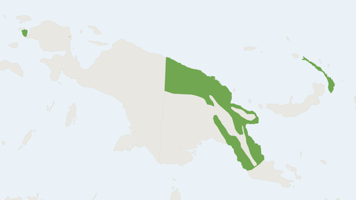 Range map of the Papuan Long-eared Bat (Nyctophilus microtis)