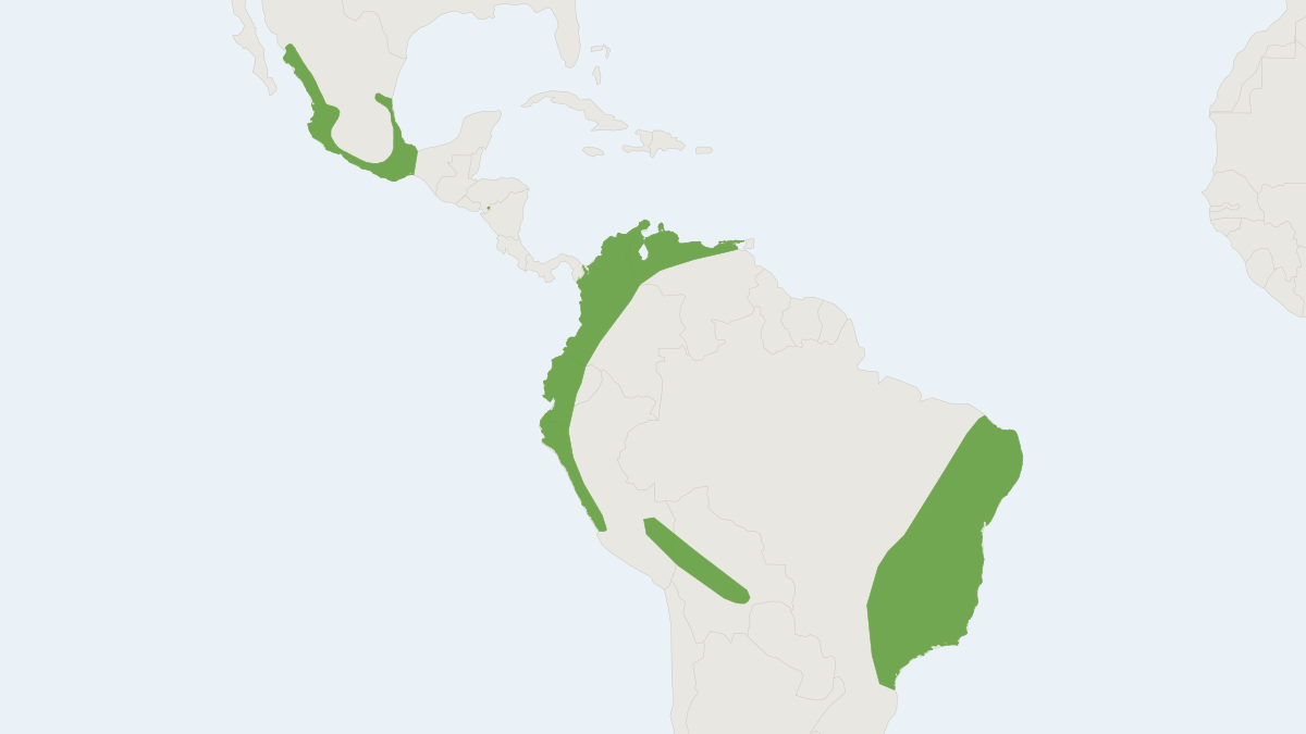 Range map of the Peale's Free-tailed Bat (Nyctinomops aurispinosus)