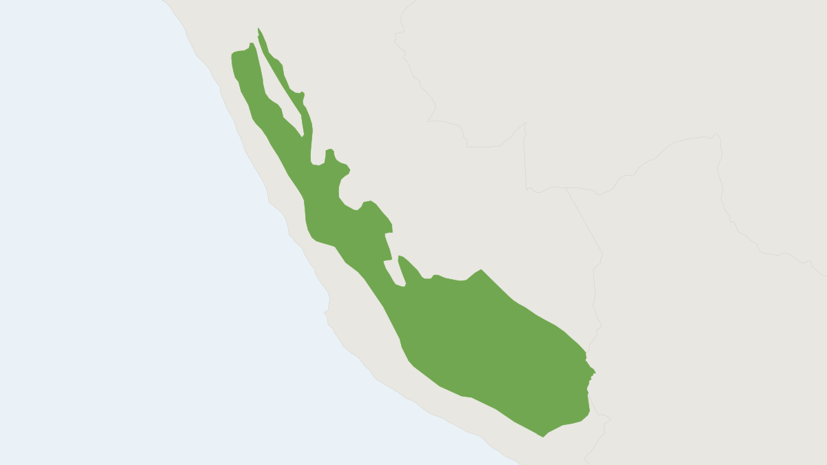 Range map of the Peruvian Vesper Mouse (Calomys sorellus) covering Peru