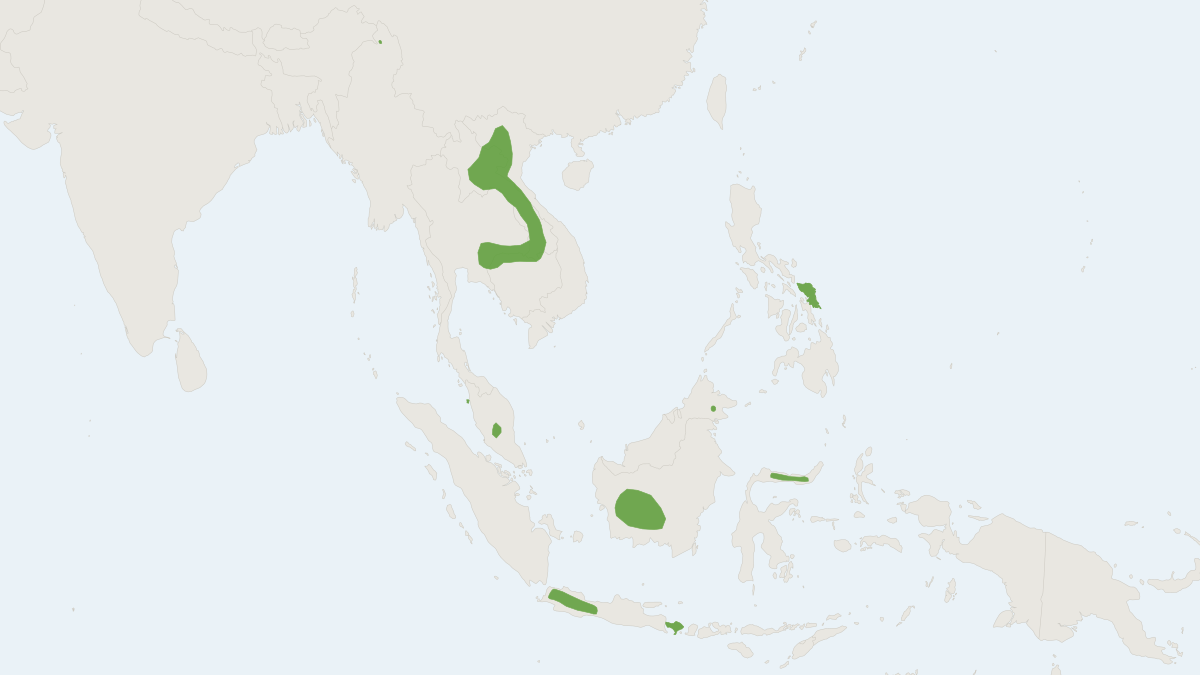 Range map of the Peters's Trumpet-eared Bat (Phoniscus jagorii)