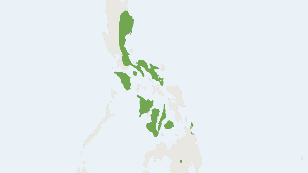Range map of the Philippine Pygmy Leaf-nosed Bat (Hipposideros pygmaeus)