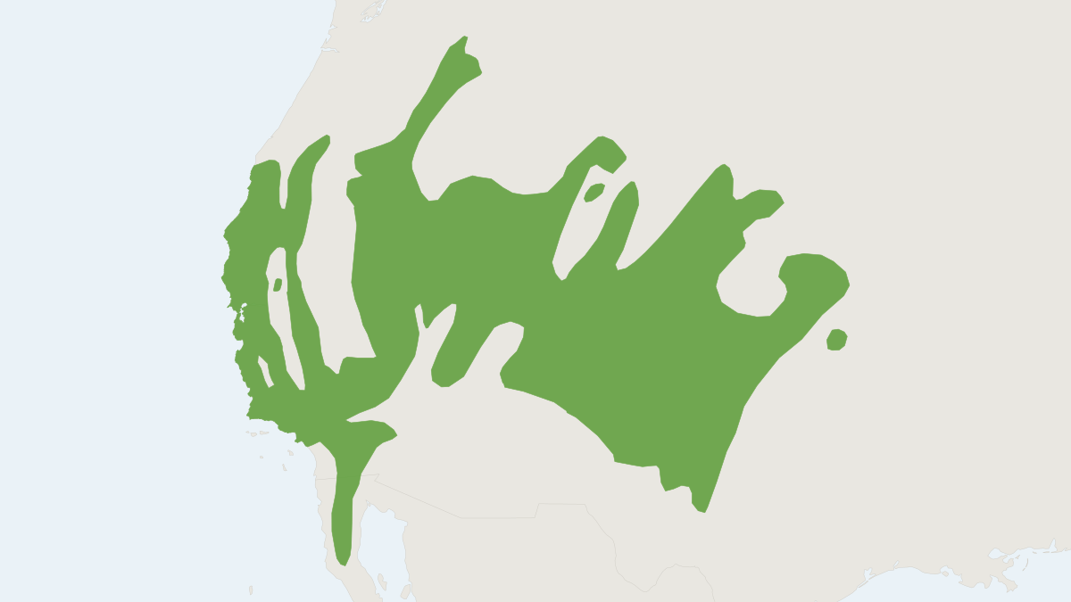 Range map of the Pinyon Mouse (Peromyscus truei)