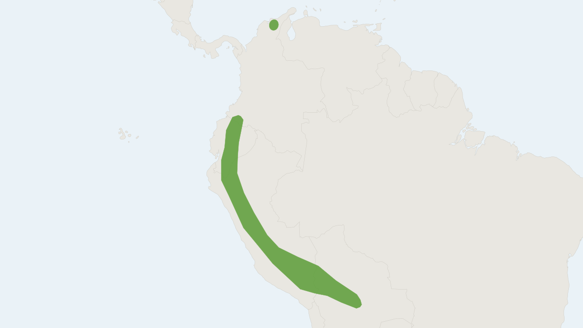 Range map of the Platyrrhinus nigellus (Platyrrhinus nigellus)
