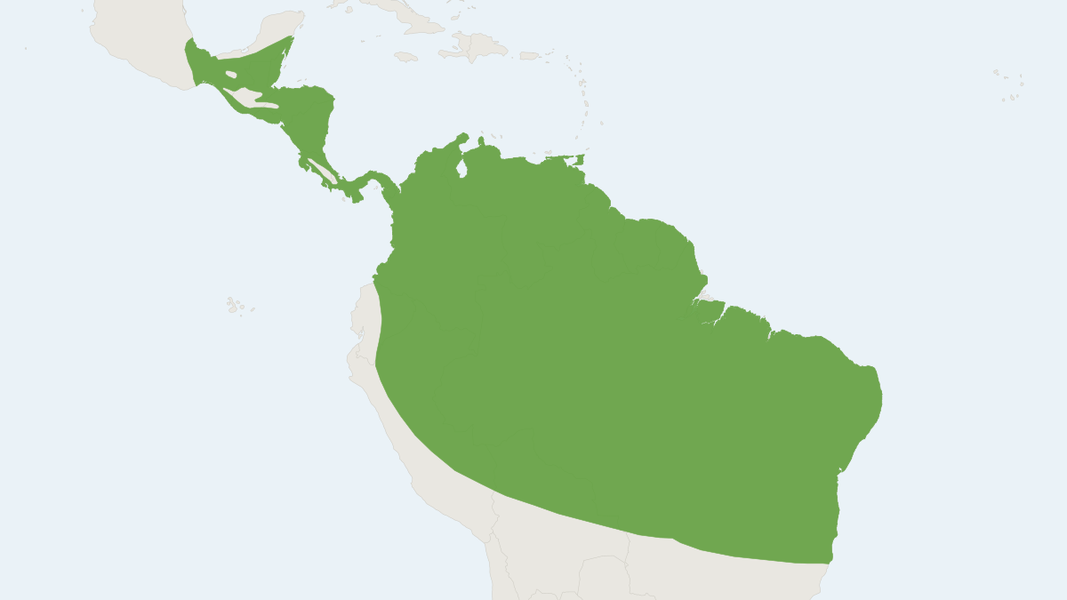 Range map of the Proboscis Bat (Rhynchonycteris naso)
