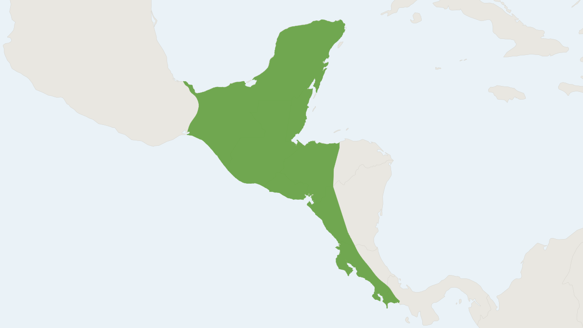Range map of the Pteronotus mesoamericanus (Pteronotus mesoamericanus)