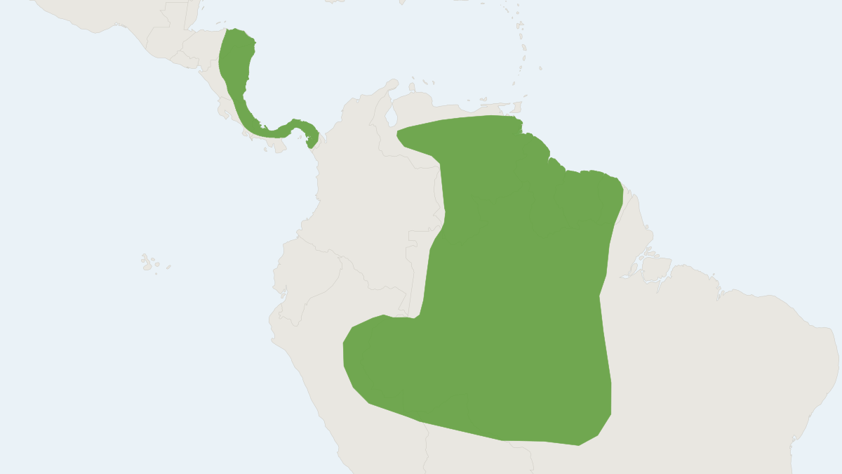Range map of the Pteronotus rubiginosus (Pteronotus rubiginosus)