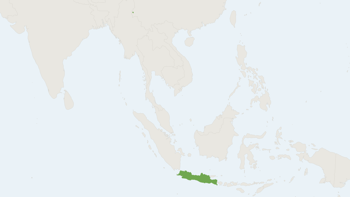 Range map of the Pungent Pipistrelle (Falsistrellus mordax)