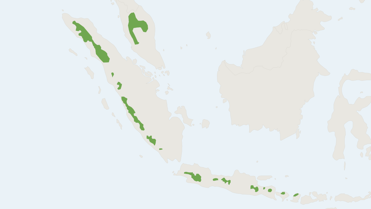 Range map of the Pygmy Fruit Bat (Aethalops alecto) covering Brunei, Indonesia and Malaysia