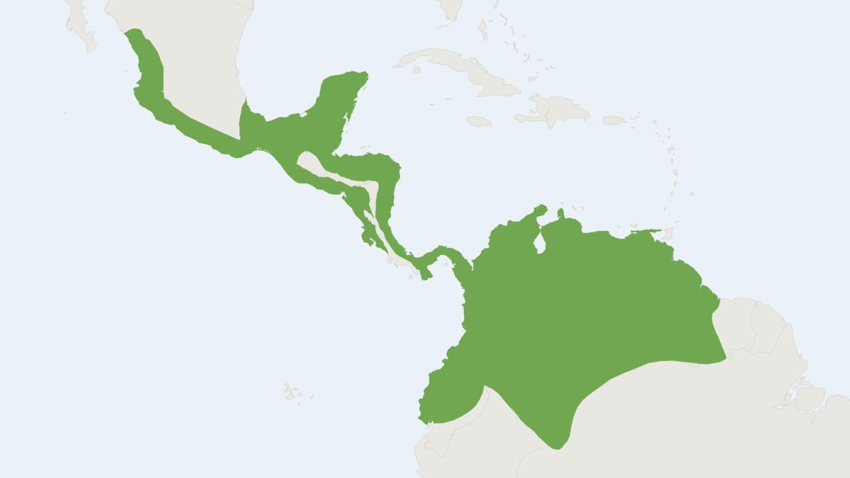 Range map of the Pygmy Fruit-eating Bat (Dermanura phaeotis)