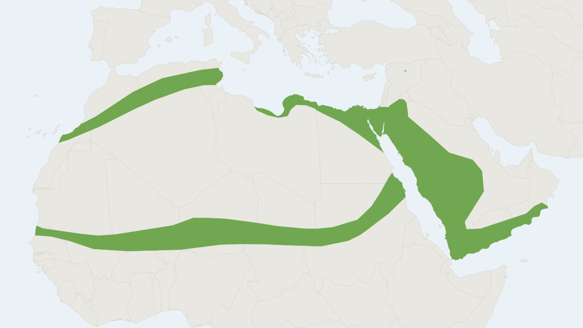 Range map of the Pygmy Gerbil (Gerbillus henleyi)