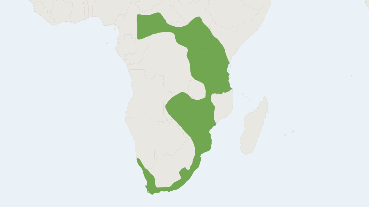 Range map of the Pygmy Mouse (Mus minutoides)