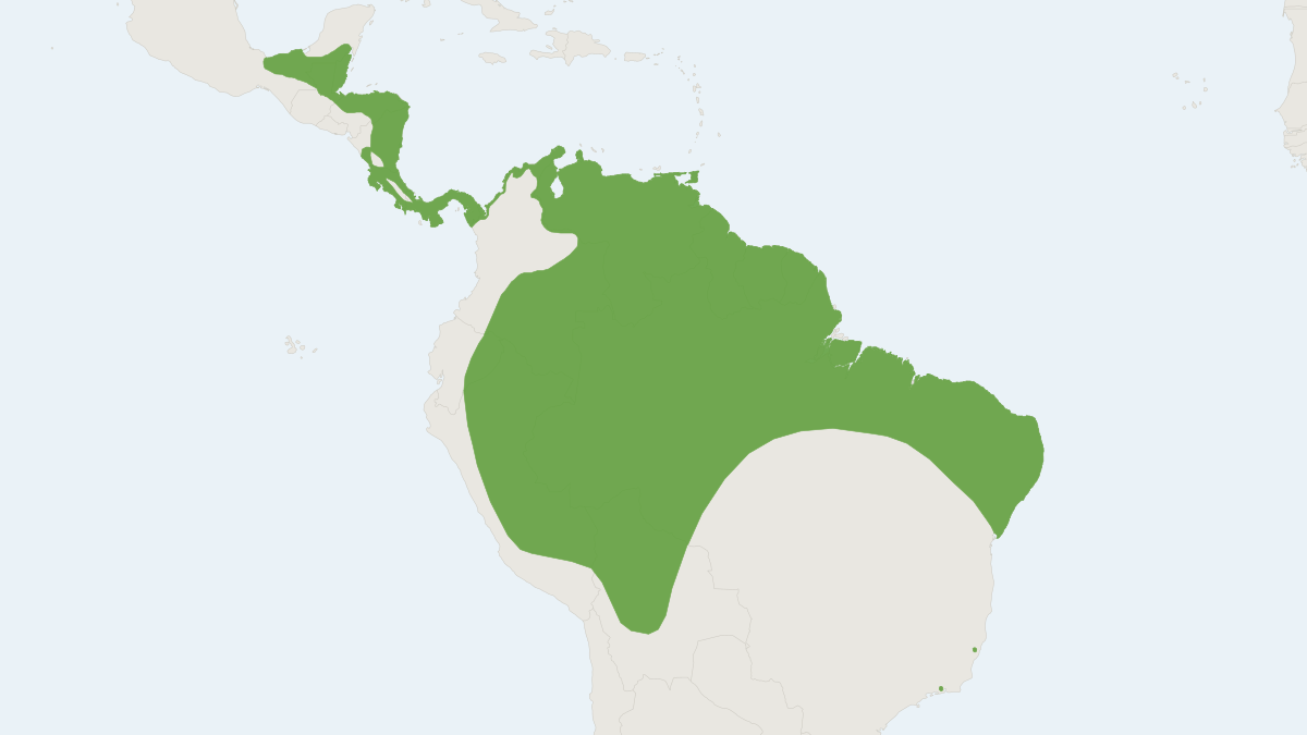 Range map of the Pygmy Round-eared Bat (Lophostoma brasiliense)