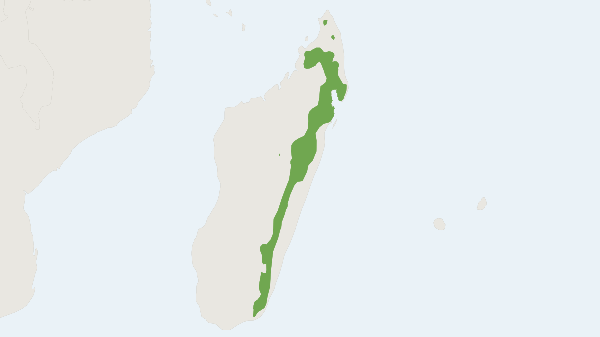 Range map of the Pygmy Shrew Tenrec (Microgale parvula)