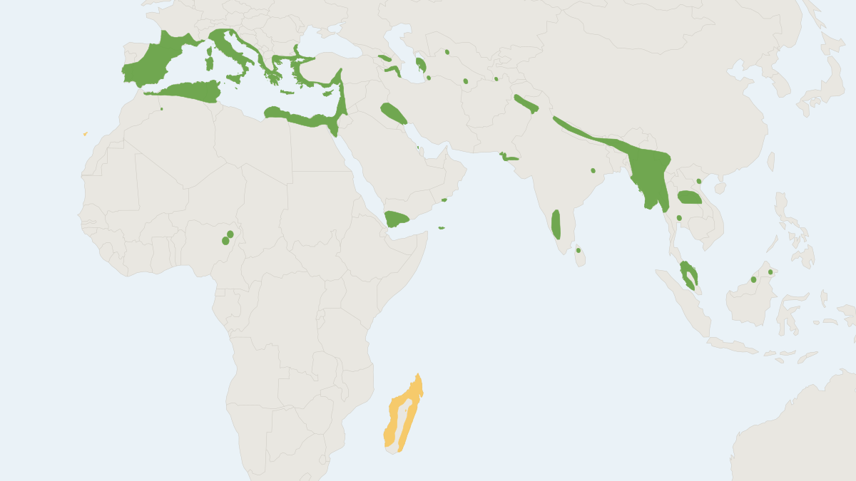 Range map of the Pygmy White-toothed Shrew (Suncus etruscus)