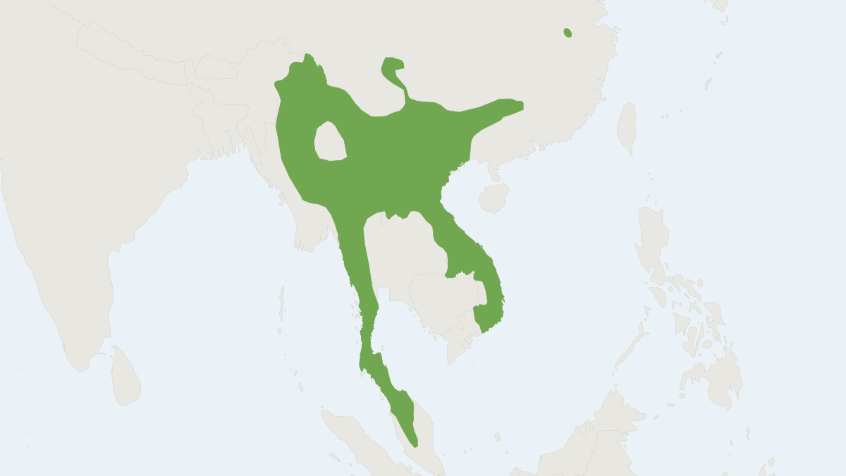 Range map of the Red-cheeked Squirrel (Dremomys rufigenis)