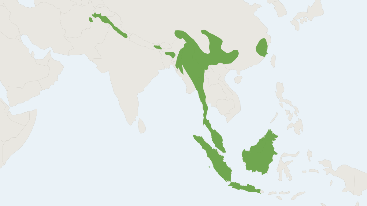 Range map of the Red Giant Flying Squirrel (Petaurista petaurista)