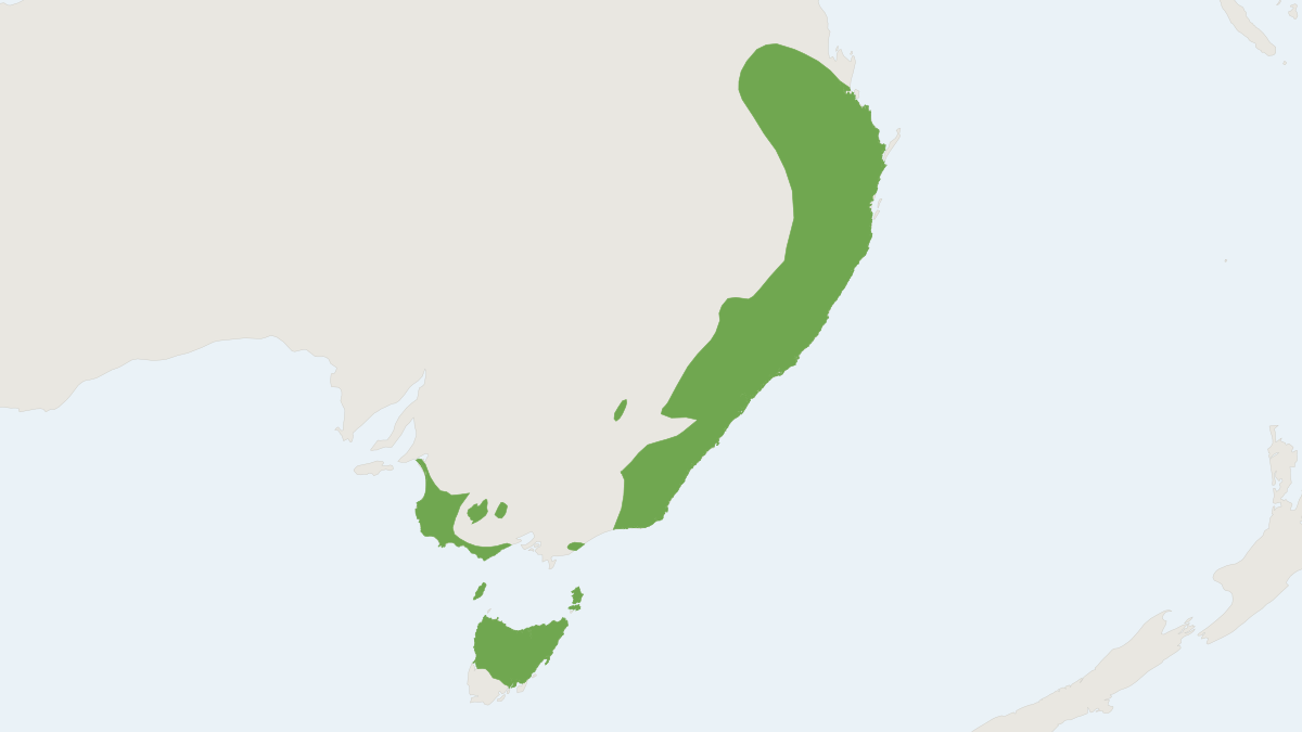 Range map of the Red-necked Wallaby (Notamacropus rufogriseus)