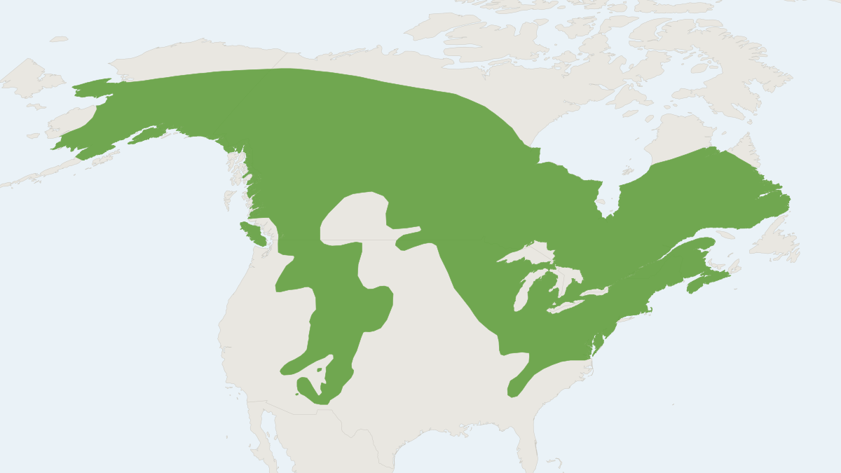 Range map of the Red Squirrel (Tamiasciurus hudsonicus)