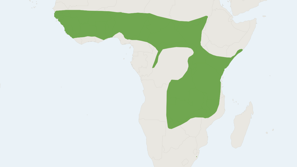 Range map of the Rendall's Serotine (Pseudoromicia rendalli)