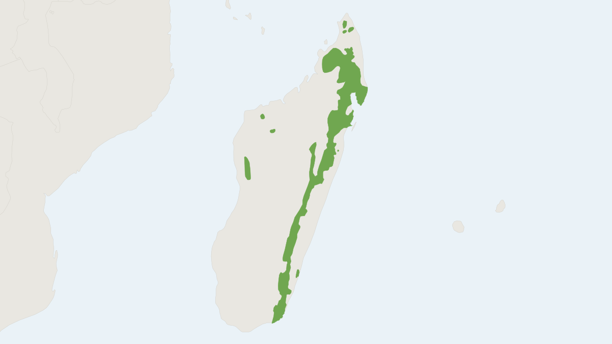 Range map of the Ring-tailed Vontsira (Galidia elegans)