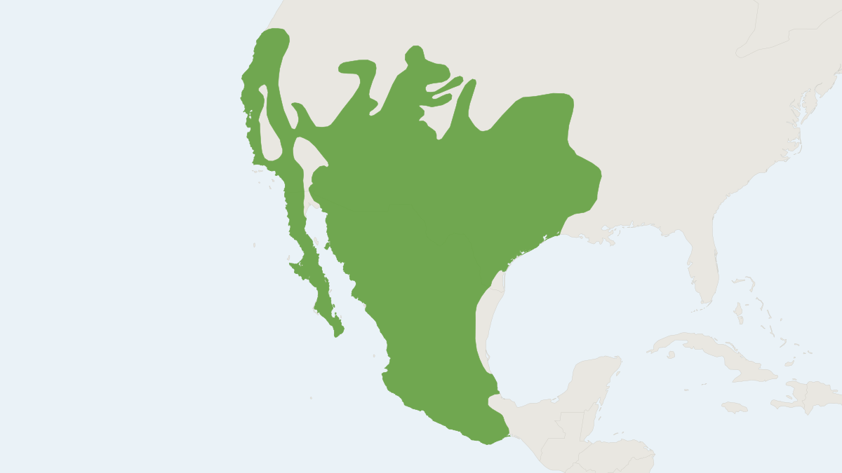 Range map of the Ringtail (Bassariscus astutus)