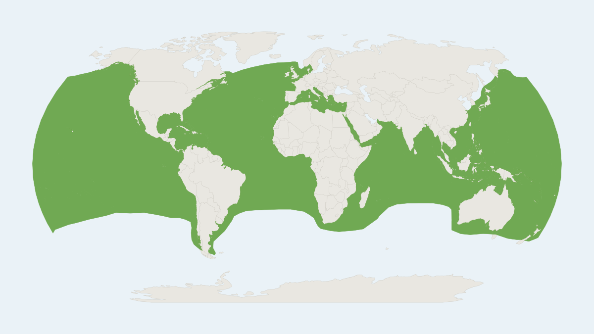 Range map of the Risso's Dolphin (Grampus griseus)