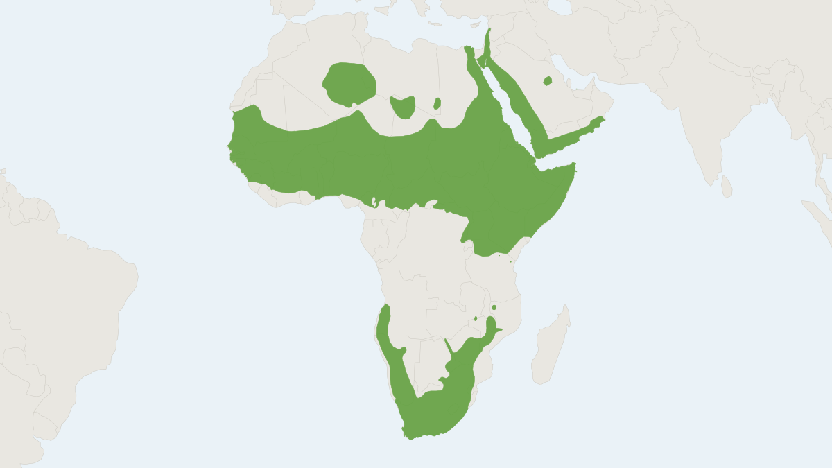 Range map of the Rock Hyrax (Procavia capensis) covering Ethiopia, Israel and Jordan