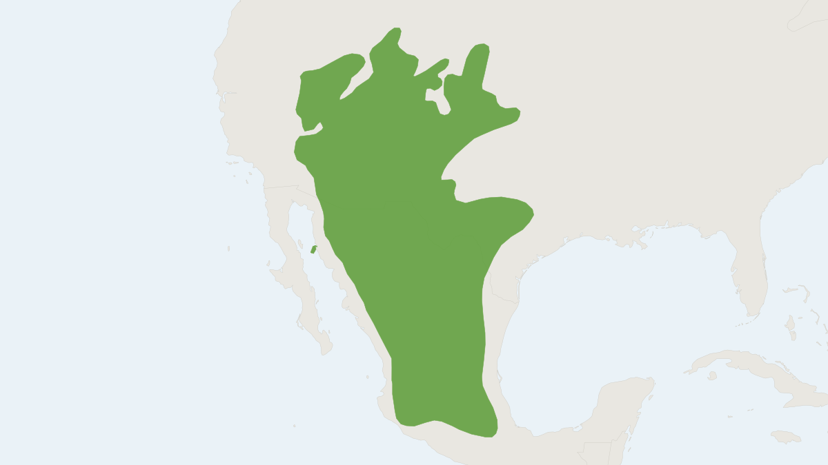 Range map of the Rock Squirrel (Otospermophilus variegatus)