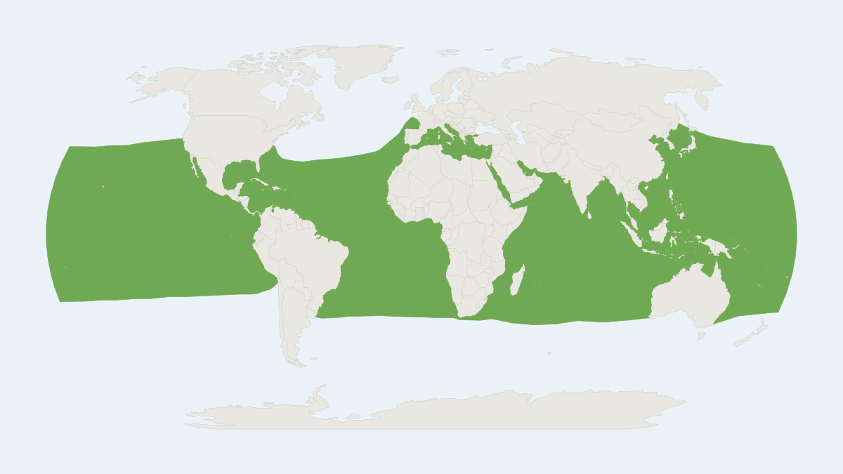 Range map of the Rough-toothed Dolphin (Steno bredanensis)