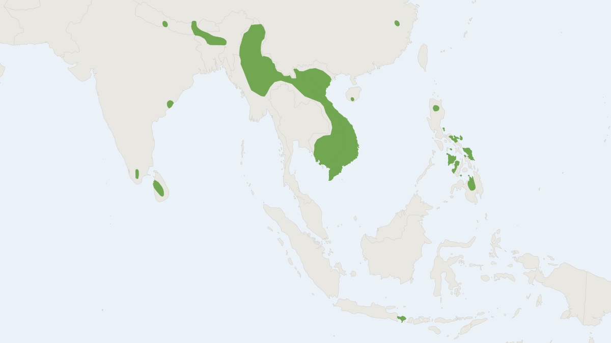 Range map of the Round-eared Tube-nosed Bat (Murina cyclotis)