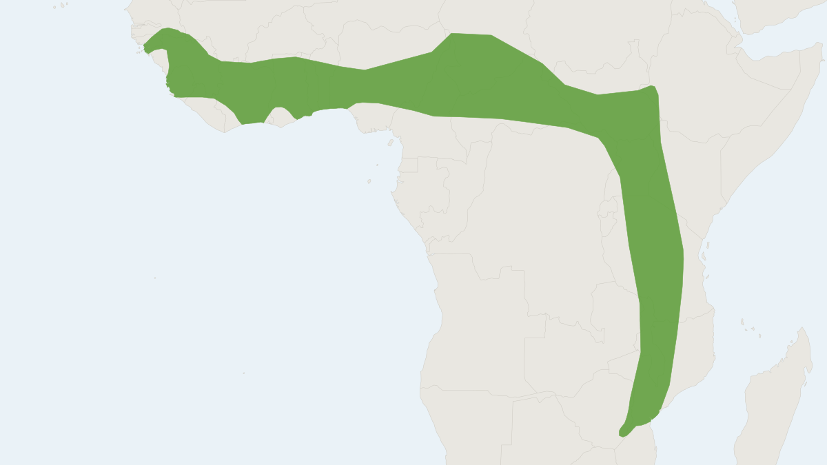 Range map of the Rudd’s Bristle-furred Rat (Uranomys ruddi)