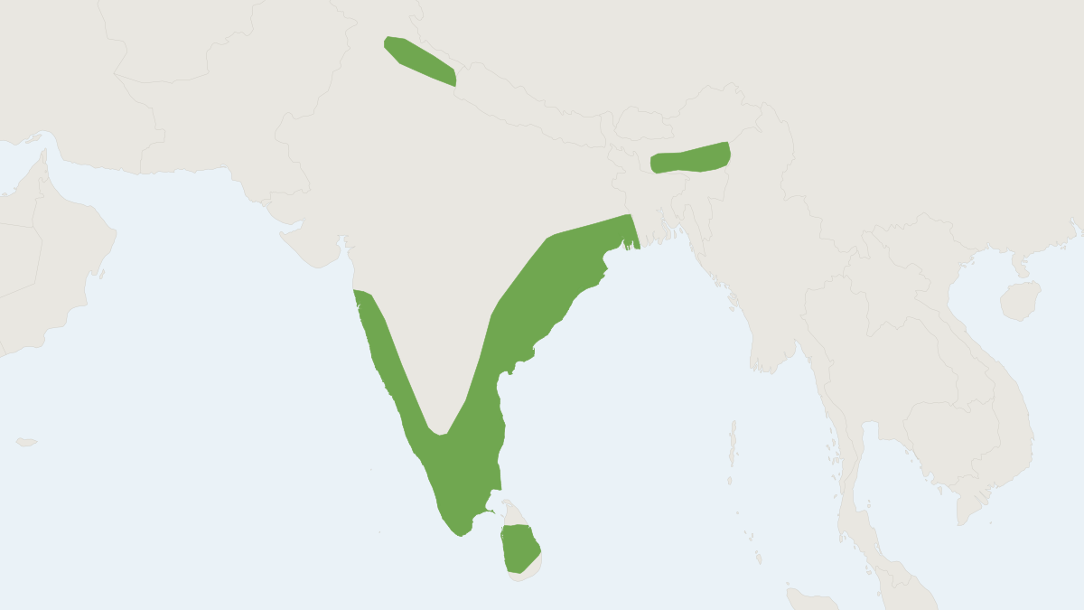 Range map of the Rufous Horseshoe Bat (Rhinolophus rouxii)