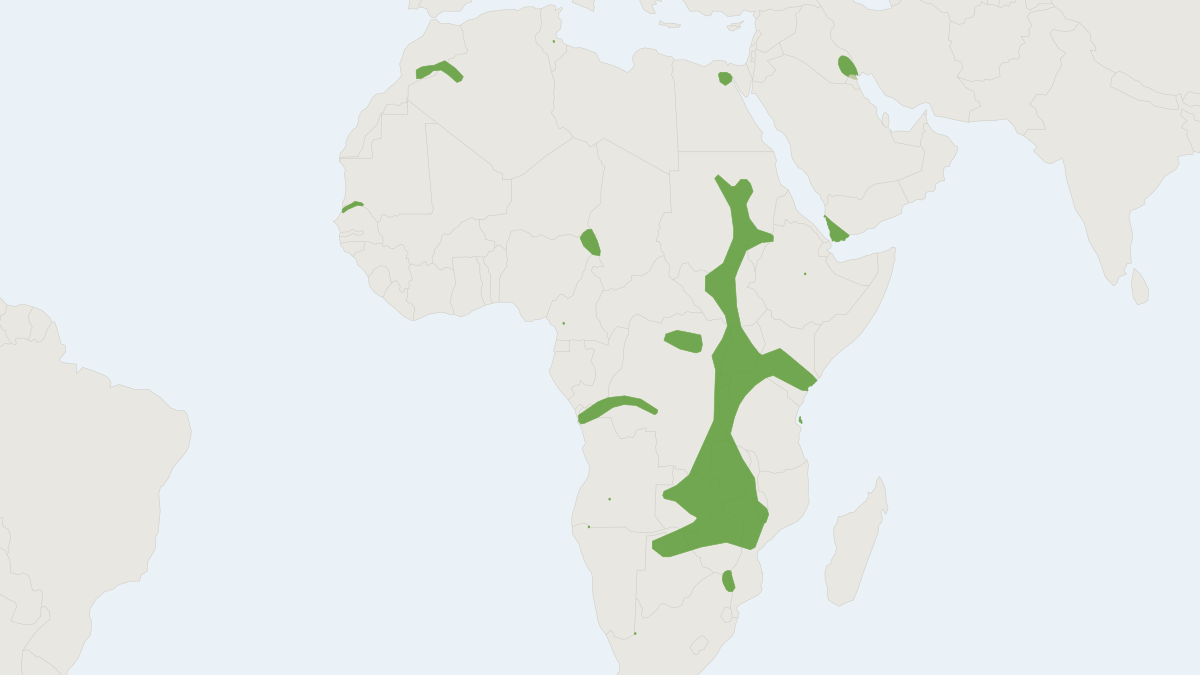 Range map of the Rüppell's Bat (Vansonia rueppellii)