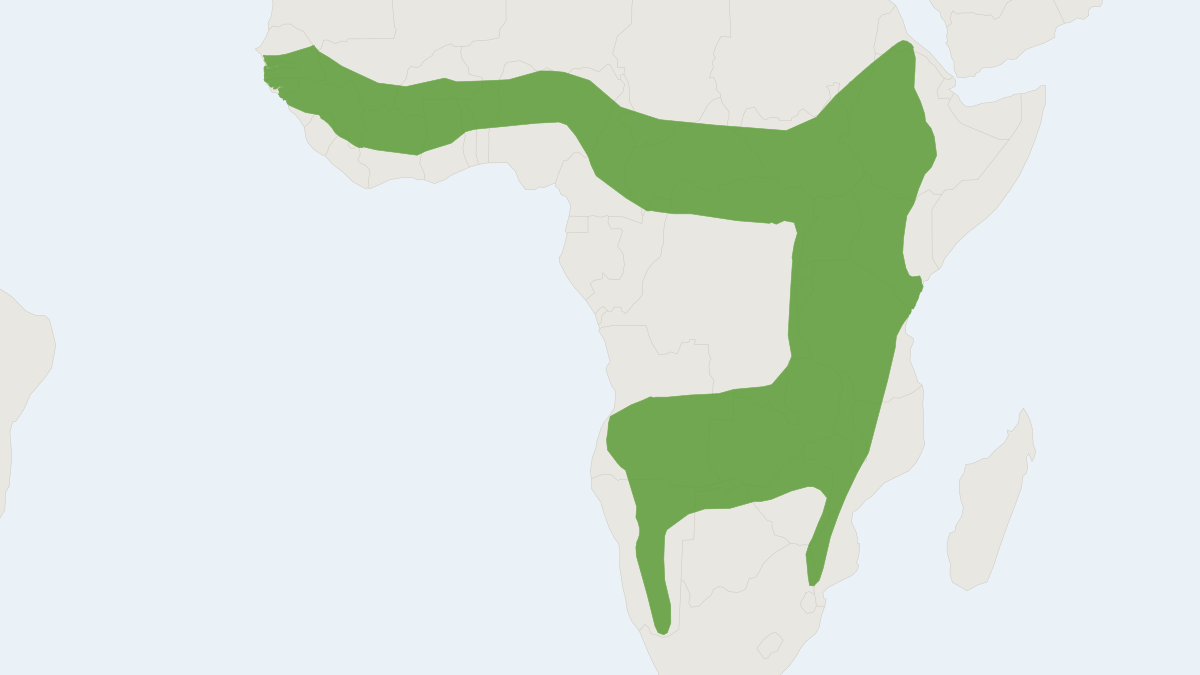 Range map of the Rüppell's Horseshoe Bat (Rhinolophus fumigatus)