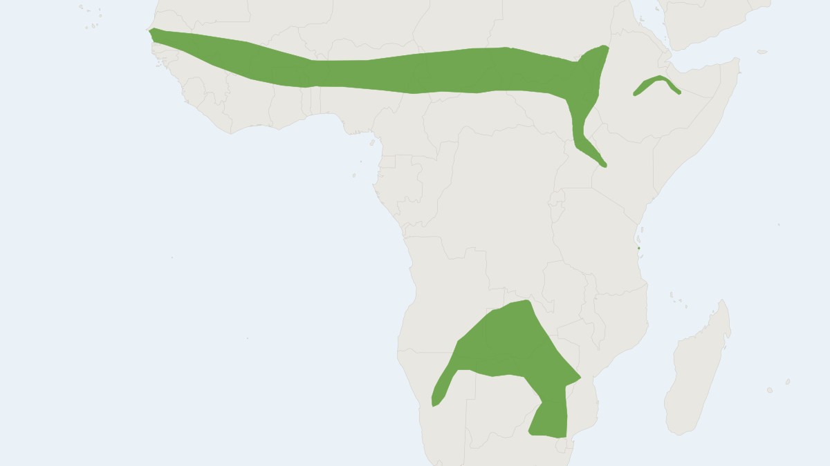 Range map of the Rusty Pipistrelle (Pipistrellus rusticus)