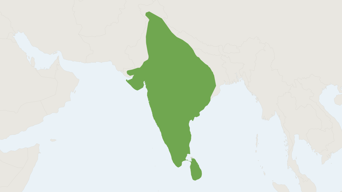 Range map of the Rusty-spotted Cat (Prionailurus rubiginosus)