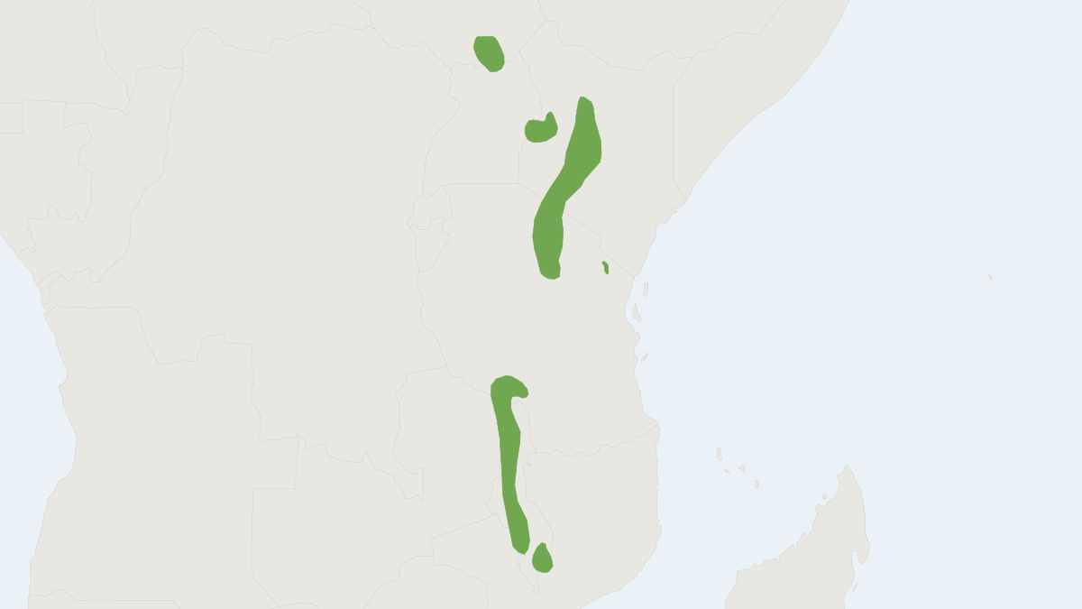 Range map of the Ruwenzori Thicket Rat (Grammomys ibeanus)