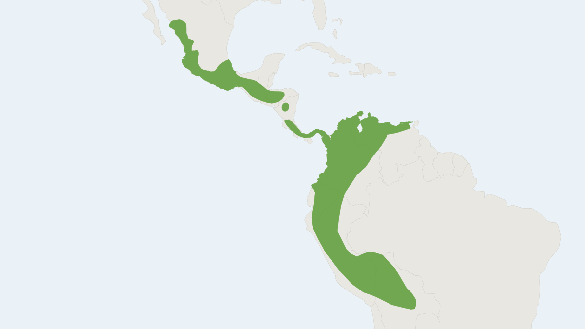 Range map of the Salvin's Big-eyed Bat (Chiroderma salvini) covering Belize, Colombia and Costa Rica