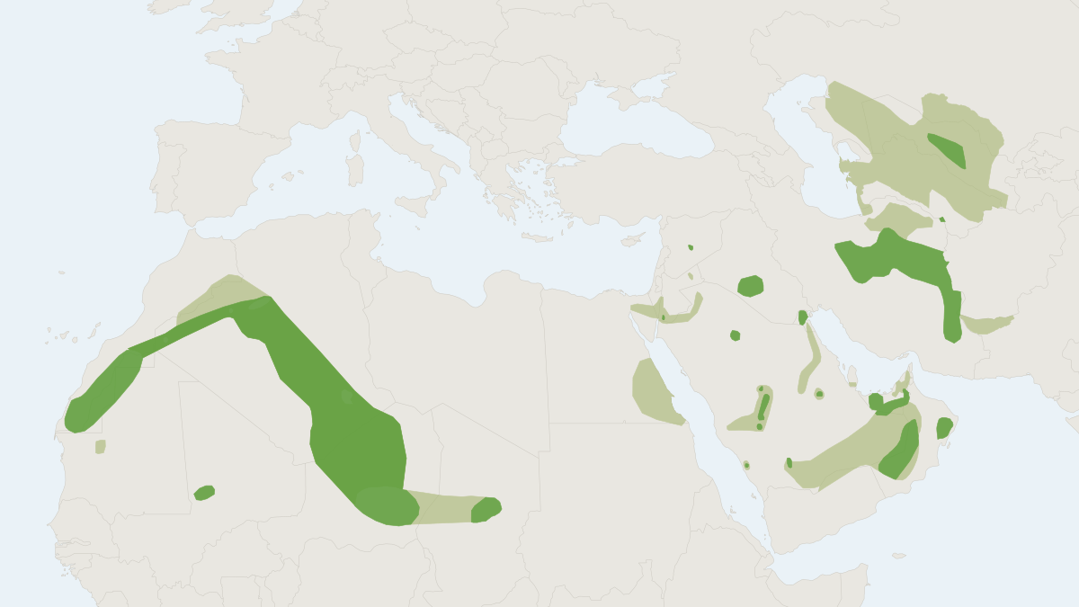 Range map of the Sand Cat (Felis margarita) covering Algeria, Iran and Morocco